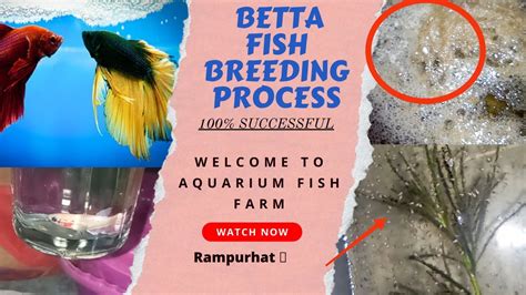 betta breeding chart|breeding betta fish process.